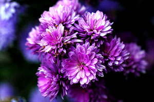 网页版电话攻击